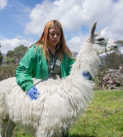 Llama en campo verde con veterinaria, quien la examina 